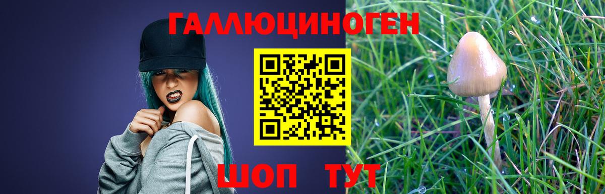 Галлюциногенные грибы Psilocybine cubensis Северск